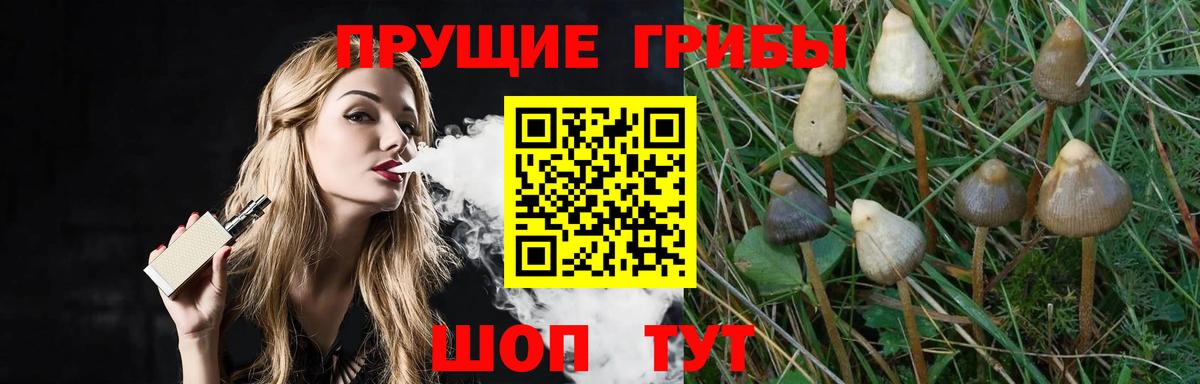 Красноярск  цена   Вход с VPN  Псилоцибиновые грибы GOLDEN TEACHER 